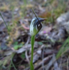 Pterostylis pedunculata (Maroonhood) at Aranda, ACT - 29 Sep 2014 by CathB