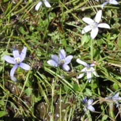 Isotoma fluviatilis subsp. australis (Swamp Isotome) at Paddys River, ACT - 7 Nov 2015 by galah681