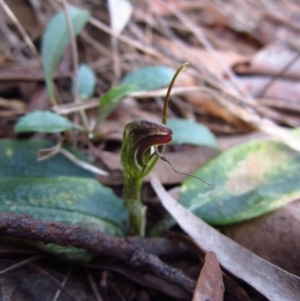 Pterostylis pedunculata at Cook, ACT - suppressed