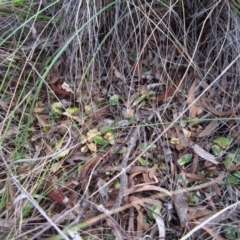 Pterostylis pedunculata at Cook, ACT - suppressed