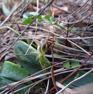 Pterostylis pedunculata at Cook, ACT - suppressed