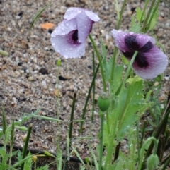 Papaver somniferum (Opium Poppy) at Paddys River, ACT - 13 Nov 2015 by galah681