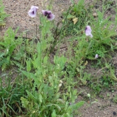 Papaver somniferum at Paddys River, ACT - 14 Nov 2015