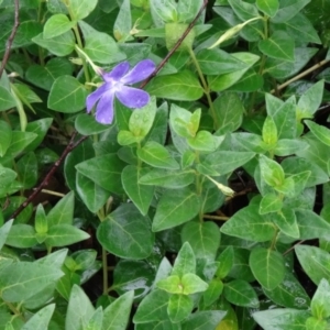 Vinca major at Paddys River, ACT - 14 Nov 2015 10:59 AM