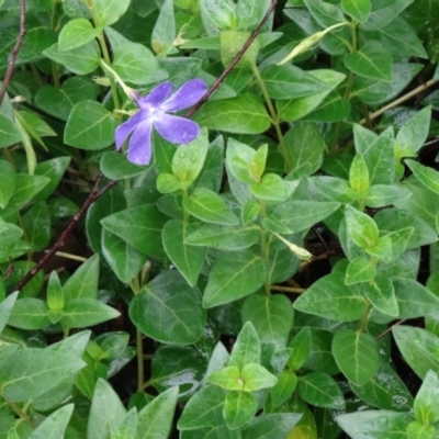 Vinca major (Blue Periwinkle) at Paddys River, ACT - 14 Nov 2015 by galah681