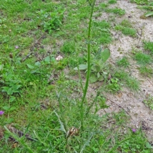 Carduus tenuiflorus at Paddys River, ACT - 14 Nov 2015