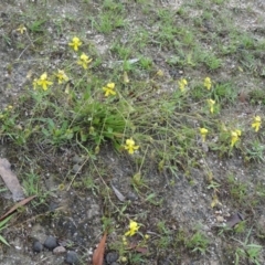 Velleia paradoxa (Spur Velleia) at Paddys River, ACT - 14 Nov 2015 by galah681