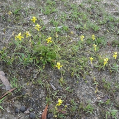 Velleia paradoxa (Spur Velleia) at Paddys River, ACT - 14 Nov 2015 by galah681