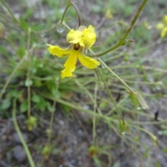 Goodenia paradoxa at Paddys River, ACT - 14 Nov 2015 01:04 PM