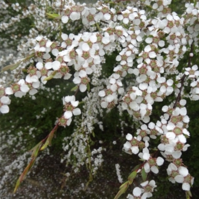 Gaudium brevipes (Grey Tea-tree) at Paddys River, ACT - 14 Nov 2015 by galah681