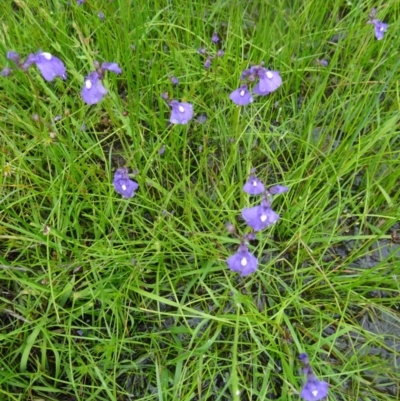 Utricularia dichotoma (Fairy Aprons, Purple Bladderwort) at Paddys River, ACT - 14 Nov 2015 by galah681