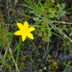 Hypoxis hygrometrica var. hygrometrica (Golden Weather-grass) at Paddys River, ACT - 14 Nov 2015 by galah681