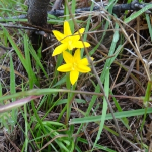 Hypoxis hygrometrica var. villosisepala at Paddys River, ACT - 14 Nov 2015