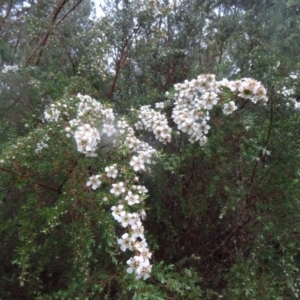 Leptospermum grandifolium at Paddys River, ACT - 14 Nov 2015 01:14 PM