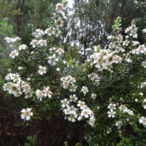 Leptospermum grandifolium at Paddys River, ACT - 14 Nov 2015