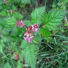 Rubus parvifolius (Native Raspberry) at Paddys River, ACT - 14 Nov 2015 by galah681