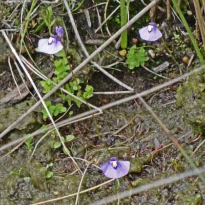 Utricularia dichotoma (Fairy Aprons, Purple Bladderwort) at Paddys River, ACT - 21 Nov 2015 by galah681