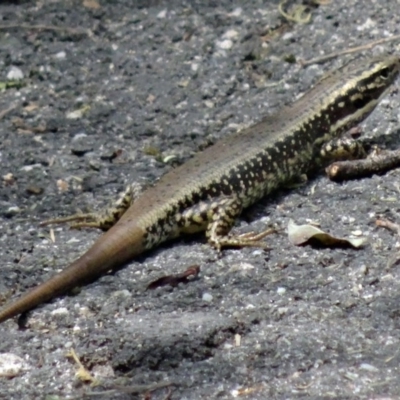 Eulamprus heatwolei (Yellow-bellied Water Skink) at Paddys River, ACT - 21 Nov 2015 by galah681