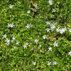 Isotoma fluviatilis subsp. australis (Swamp Isotome) at Paddys River, ACT - 22 Nov 2015 by galah681