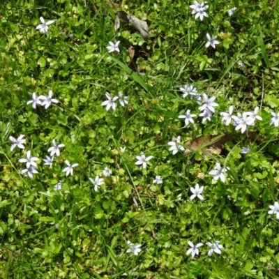 Isotoma fluviatilis subsp. australis (Swamp Isotome) at Paddys River, ACT - 22 Nov 2015 by galah681