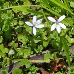 Isotoma fluviatilis subsp. australis at Paddys River, ACT - 22 Nov 2015