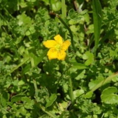 Hypericum japonicum (Creeping St John's Wort) at Paddys River, ACT - 21 Nov 2015 by galah681