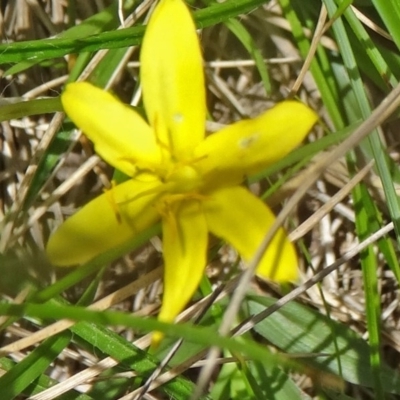 Hypoxis hygrometrica var. hygrometrica (Golden Weather-grass) at Paddys River, ACT - 21 Nov 2015 by galah681