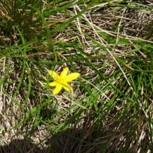 Hypoxis hygrometrica var. hygrometrica at Paddys River, ACT - 22 Nov 2015