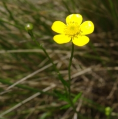 Ranunculus lappaceus (Australian Buttercup) at Paddys River, ACT - 22 Nov 2015 by galah681