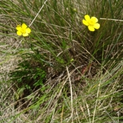 Ranunculus lappaceus at Paddys River, ACT - 22 Nov 2015 10:47 AM