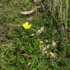 Ranunculus lappaceus at Paddys River, ACT - 22 Nov 2015 10:47 AM