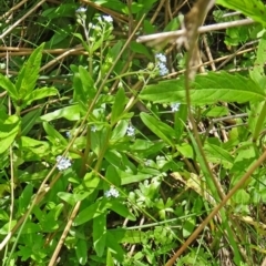 Myosotis laxa subsp. caespitosa at Paddys River, ACT - 22 Nov 2015