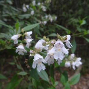 Prostanthera lasianthos at Paddys River, ACT - 22 Nov 2015