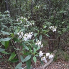 Prostanthera lasianthos at Paddys River, ACT - 22 Nov 2015