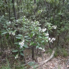 Prostanthera lasianthos at Paddys River, ACT - 22 Nov 2015