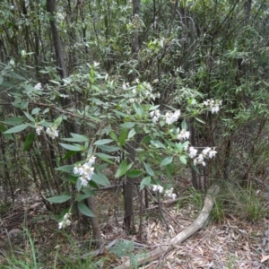 Prostanthera lasianthos at Paddys River, ACT - 22 Nov 2015 10:55 AM