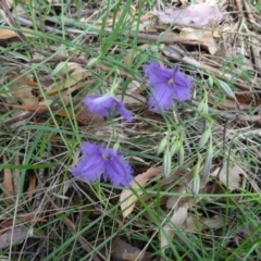 Thysanotus tuberosus subsp. tuberosus (Common Fringe-lily) at Paddys River, ACT - 22 Nov 2015 by galah681