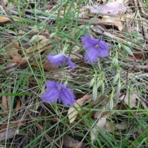 Thysanotus tuberosus subsp. tuberosus at Paddys River, ACT - 22 Nov 2015