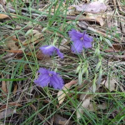 Thysanotus tuberosus subsp. tuberosus (Common Fringe-lily) at Paddys River, ACT - 22 Nov 2015 by galah681