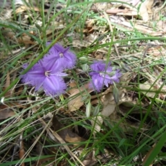 Thysanotus tuberosus subsp. tuberosus at Paddys River, ACT - 22 Nov 2015