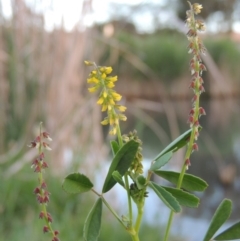 Melilotus indicus (Hexham Scent) at Gordon, ACT - 28 Oct 2015 by michaelb