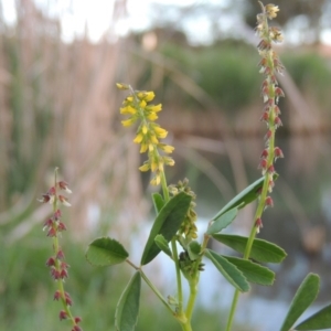 Melilotus indicus at Gordon, ACT - 28 Oct 2015 07:35 PM