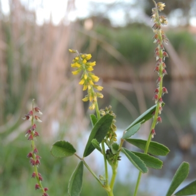 Melilotus indicus (Hexham Scent) at Gordon, ACT - 28 Oct 2015 by michaelb