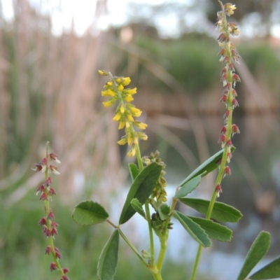 Melilotus indicus (Hexham Scent) at Gordon, ACT - 28 Oct 2015 by MichaelBedingfield