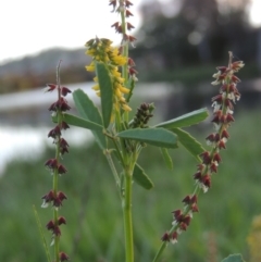 Melilotus indicus at Gordon, ACT - 28 Oct 2015 07:35 PM