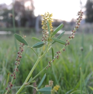 Melilotus indicus at Gordon, ACT - 28 Oct 2015 07:35 PM