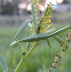 Melilotus indicus at Gordon, ACT - 28 Oct 2015 07:35 PM