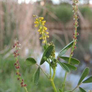 Melilotus indicus at Gordon, ACT - 28 Oct 2015 07:35 PM