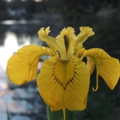 Iris pseudacorus at Gordon, ACT - 28 Oct 2015