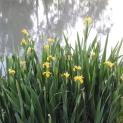 Iris pseudacorus at Gordon, ACT - 28 Oct 2015